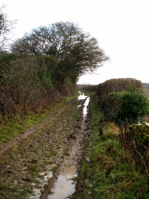 Muddy Tracks